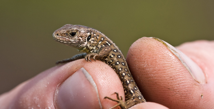 A juvenile Sand lizard © Dominic Tantram